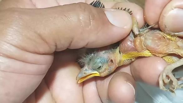 小鸟身上长满寄生虫#新生命 #喂食