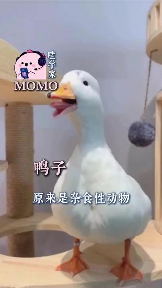原来鸭子是会吃肉的#鸭子#番鸭#杂食性动物#科普