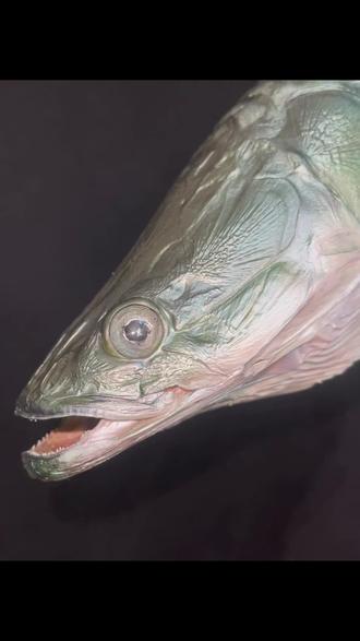 一条小巨骨舌鱼的标本制作#原生鱼 #水族爱好者 #鱼类标本 #鱼类标本制作