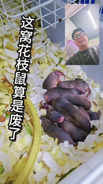 这窝小花枝鼠算是废了😂 #养宠出道计划 #躺赢鼠生 #这野能玩 #花枝鼠宝宝 #花枝鼠找家长