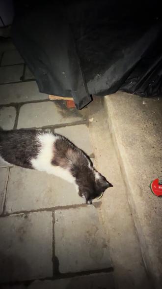 汉堡太逗了哈哈哈#流浪猫 #夜间猫咪 #关爱流浪猫 #我和流浪猫的故事 #狗狗的心思都写在脸上了