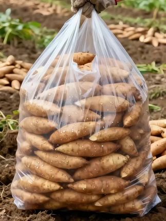 一年一季的天山雪莲果来了!脆脆甜甜的,清爽解腻,没吃过的一定要尝尝#新鲜应季水果 #特色农产品 #天山雪莲果