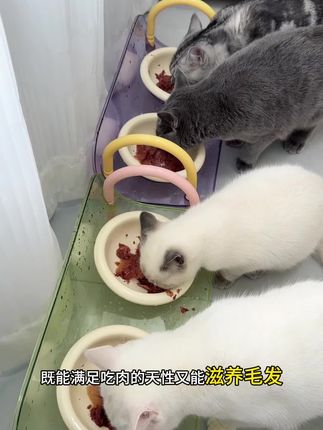 这个配料肉质也太扎实了吧,小猫咪嘎嘎爱吃#猫罐头 #猫粮推荐 #宠物食品 #金枪鱼罐头