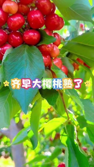 露地齐早大樱桃红了 齐早大樱桃甜口,吃一颗满口爆浆。#三农种植 #大樱桃种植管理 #农业技术推广 #临猗果研