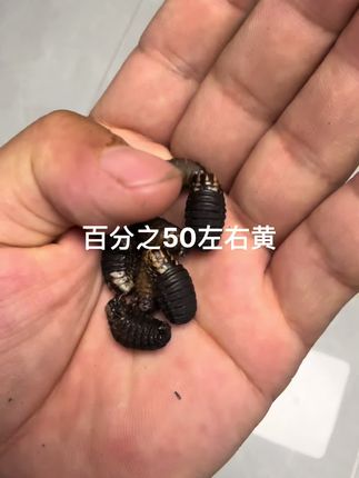百分之50左右小黄虫