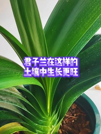 君子兰在这样的土壤中生长更旺