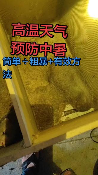 一个水壶解决了问题#老鼠的绝望时刻 #返乡创业新农人 #动物