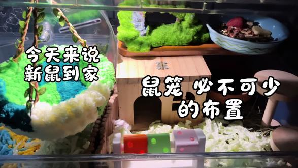 新鼠到家到底怎么给仓鼠布置鼠笼呢#实用冷知识 #仓鼠 #鼠鼠我呀 #记录真实生活