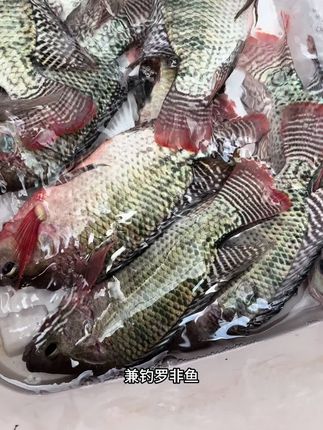#黄辣丁窝料 #钓鱼窝料 #爆护黄辣丁饵料 #钓鱼人 #钓鱼的乐趣只有钓鱼人懂