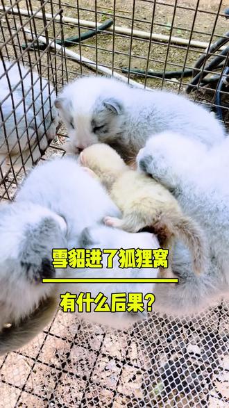 雪貂进狐狸窝,狐狸被吓着了#宠物貂 #雪貂 #狐狸幼崽#宠物