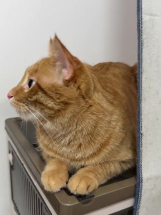 好不好用猫知道!自从开始用矿砂其他猫砂基本在没去过了#猫咪好物分享 #铲屎官日记 #养猫新手 #矿砂