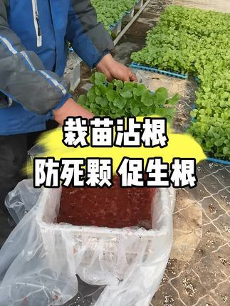 栽苗前沾根,防治死颗 促进根系生长 防治虫害!#三农种植 #根腐病防治 #生根 #种植小技巧 #种植