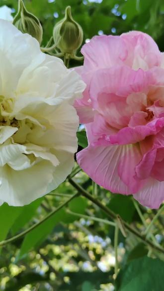 读《爱的教育》第十章、十一章