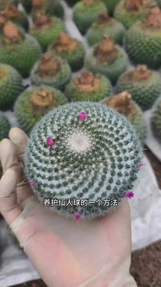 玉翁是一种很容易养护的仙人球#绿植 #仙人球