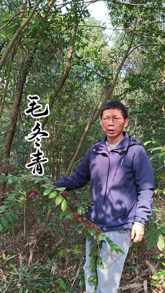 “四季常青,一身是宝”,毛冬青#我的乡村生活#中草药#毛冬青