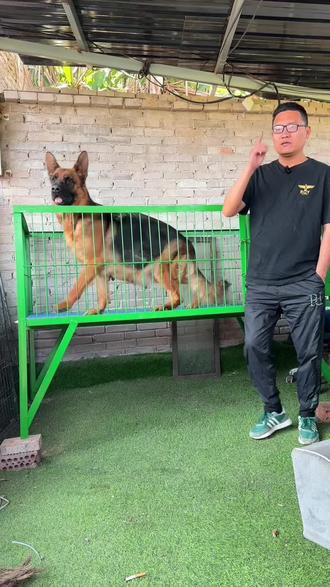 大保莱待产待产,VA3昆特姆后代,2026犬舍新希望#德国牧羊犬#德牧#CSV锦越犬舍#昆特姆后代#赛级德牧