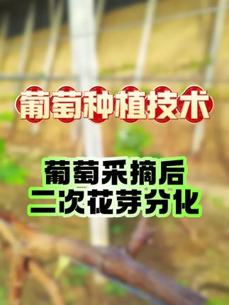 葡萄采摘后,注意葡萄花芽的二次分化 #葡萄种植 #葡萄管理 #葡萄采摘 #花芽分化 #农业种植