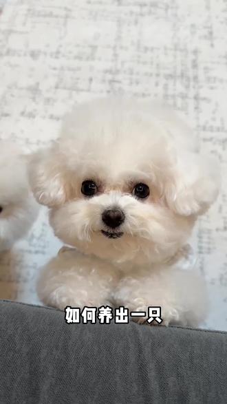 想要比熊没泪痕,狗粮的选择很重要! #比熊 #狗粮 #养狗经验分享 #狗粮推荐 #科学养宠攻略