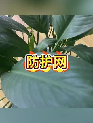 #居家安全#防护网 #防坠落
