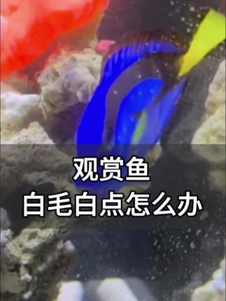 家里鱼缸鱼鱼不对劲?小瓜虫、白毛水霉别慌!这款通用护理液安排上~金鱼、锦鲤、鹦鹉鱼都能用,日常预防超省心,鱼儿闹小毛病也能护着。温和不刺激,鱼缸干净,鱼鱼游得欢,养宠人必备~#养鱼必备#观赏鱼 #水族#鱼缸里的大自然 #养鱼日记 #养鱼人 #抖音推广
