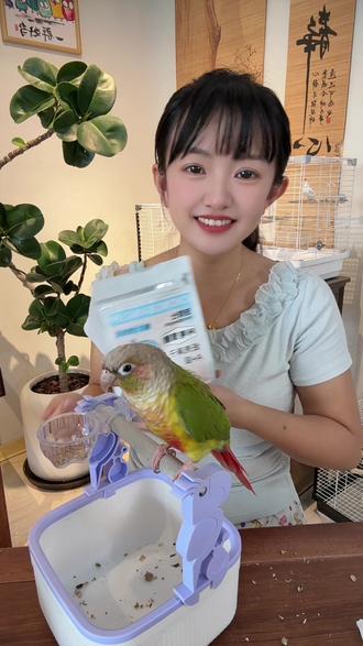 小太阳神经质频繁咬手的都去试试这个方法,每天用手掐着大麻子训练喂食30几颗!坚持一个多周就对你的手适应了!#鹦鹉训练 #训鸟零食 #鹦鹉零食