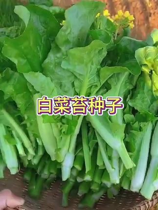 白菜苔种子 家人们,白菜苔种子来啦!撒下去就长,脆嫩鲜甜,炒着吃老香了!好种好活#种菜 #农产品 #纯天然绿色蔬菜 #白菜苔 #蔬菜种子