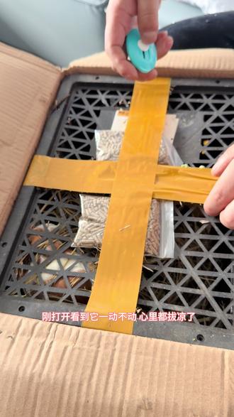 网购荷兰猪拆箱,38天的小猪。很幸运遇见猪妞。#荷兰猪拆箱 #荷兰猪 #荷兰猪豚鼠 #豚鼠 #荷兰猪幼崽
