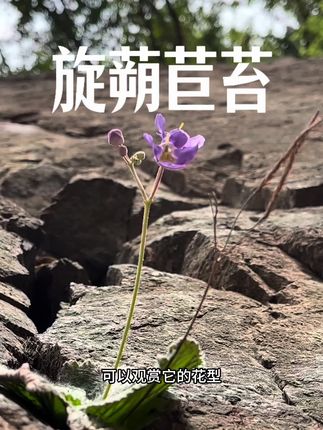旋蒴苣苔,一种石壁上的孤勇者!#原创视频 #抖音新农人 #植物科普 #山货 #户外