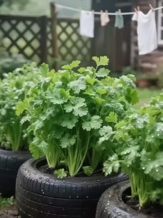 #大叶香菜种子 不要再种普通的香菜了 这款大叶香菜种子 味道浓郁 生长速度快 耐寒耐热感觉试试吧