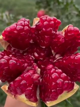 四川会理突尼斯软籽石榴3/5斤新鲜水果当季时令红宝石少无籽甜#石榴#软籽石榴#红宝石无籽番石榴 #水果 #甜蜜爆汁@DOU+小助手