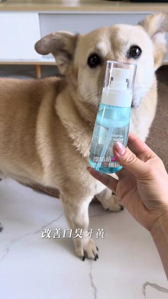 丢丢熊宠物护齿洁齿水真的太香了,用法超简单完全不繁琐!#宠物洁齿水 #宠物护齿水 #萌宠好物 #新手养狗