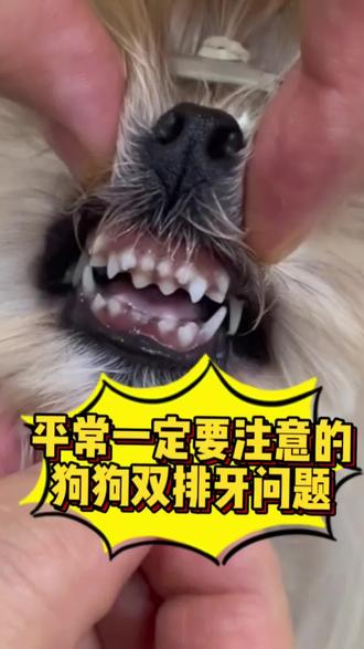 平常狗狗有双排牙的时候,大家一定要注意,能啃骨头就啃骨头,啃不掉能拔也尽量拔掉,别到时候狗狗没两岁,牙都掉光了!#狗狗双排牙 #狗狗知识 #养狗经验分享
