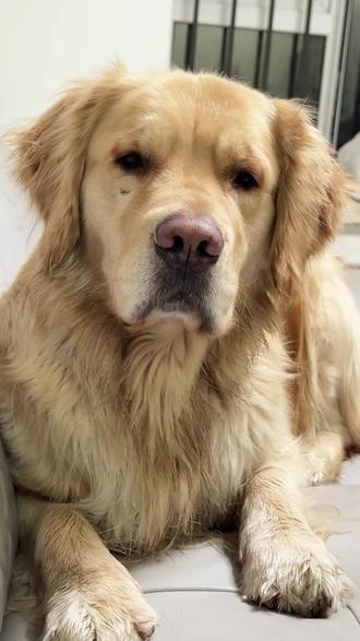 嬢嬢们,给我扎起哈! #萌宠出道计划 #金毛 #动物的迷惑行为 #假如狗狗会说话 #四川方言