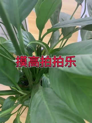 #计数跳高器 #跳高器