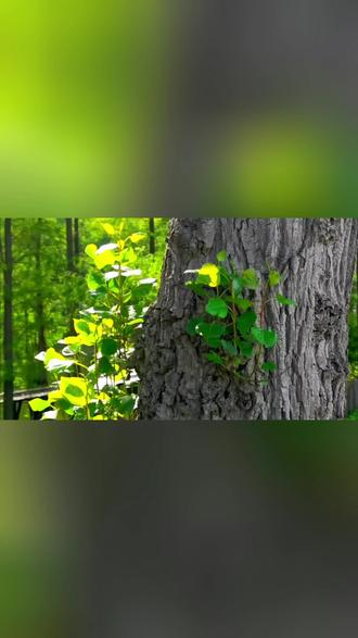 新绿的叶子嫩得发亮,像刚洗过一样。风来时,满树薄光颤动,沙沙地响。每片叶子都轻轻摇着,仿佛在试探自己刚长出的翅膀——整个春天,都在这阵微风中活了过来。
#自然绿色背景