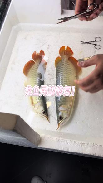 #观赏鱼 龙鱼尾鳍扩大术!#龙鱼