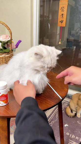 几乎所有养猫人都会被猫咪掉毛这个问题困扰
#申亚威能 #猫咪掉毛 #萌宠好物 #新手养猫