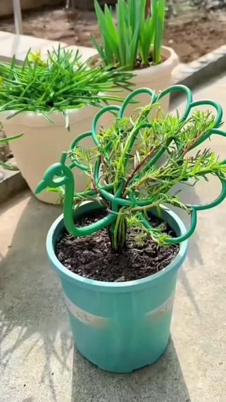 家里的花长的乱糟糟的,不好看,可以用这个防倒伏支架做成孔雀开屏造型,真的好漂亮 #孔雀造型花架 #太阳花防倒伏花架 #太阳花孔雀开屏造型 #绿植造型支架 #好物推荐🔥