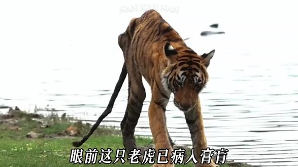 老虎箭头 "箭头"在2025年6月19日,于一棵大树下安详离世,走完了它11年的传奇虎生。#箭头#动物世界#动物故事#神奇动物在抖音#知识前沿派对