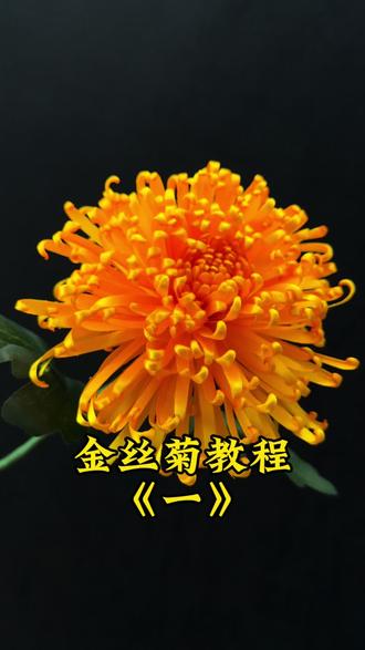 金丝菊详细教程《一》 #手工 #手工丝带菊花 #详细教程来啦