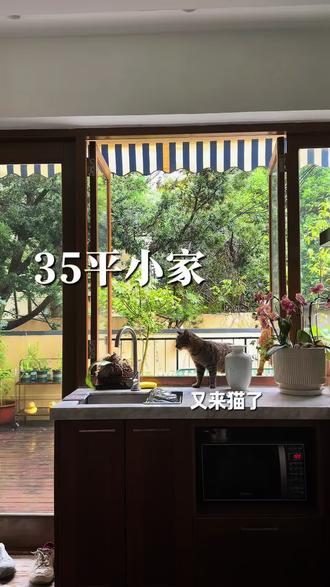 旅行回来,院子又多一只招财猫!! #上海雨天日常 #猫咪治愈瞬间 #流浪猫 #治愈系生活 #独居日记