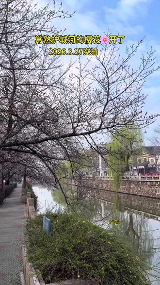 常熟护城河的樱花开了#春天必打卡的樱花胜地#踏春赏花#春暖花开奔你而来#抖音带你去赏花#常熟