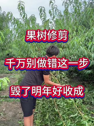 #果树修剪#桃树修剪#果树种植#果树管理