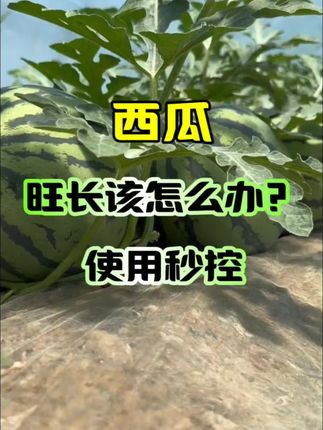 西瓜旺长没有瓜胎该怎么办?#西瓜种植#三农#控旺剂