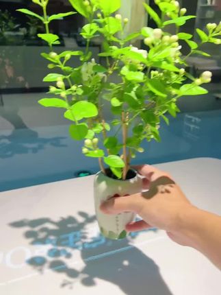 #茉莉花盆栽#花卉绿植 #爱生活爱养花 #养花人的乐趣 !