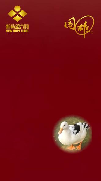 金黄透亮,是阳光与谷物的“镀层”!花边肉鸭,品味健康本真!#黔东南新希望#国雄饲料#花边鸭