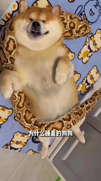 “犬之味,人之乐,养狗之趣无穷矣。”#养狗日常#萌宠出道计划 #狗狗的心思都写在脸上了 #我的狗狗 #狗狗