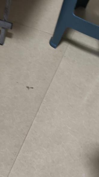 小学生画的抽象佐助,想让我挂到网上,他说万一火了呢😲 #手绘 #佐助 #画画 #抽象