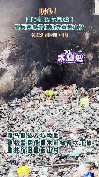德格警民联手为被困藏马熊两度搭梯!#生态警务#藏马熊