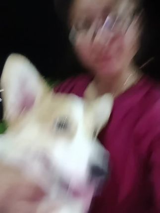 我们家自家养的小柯基都在吃这款狗粮,从小就是吃的,现在都八九个月了还在吃
